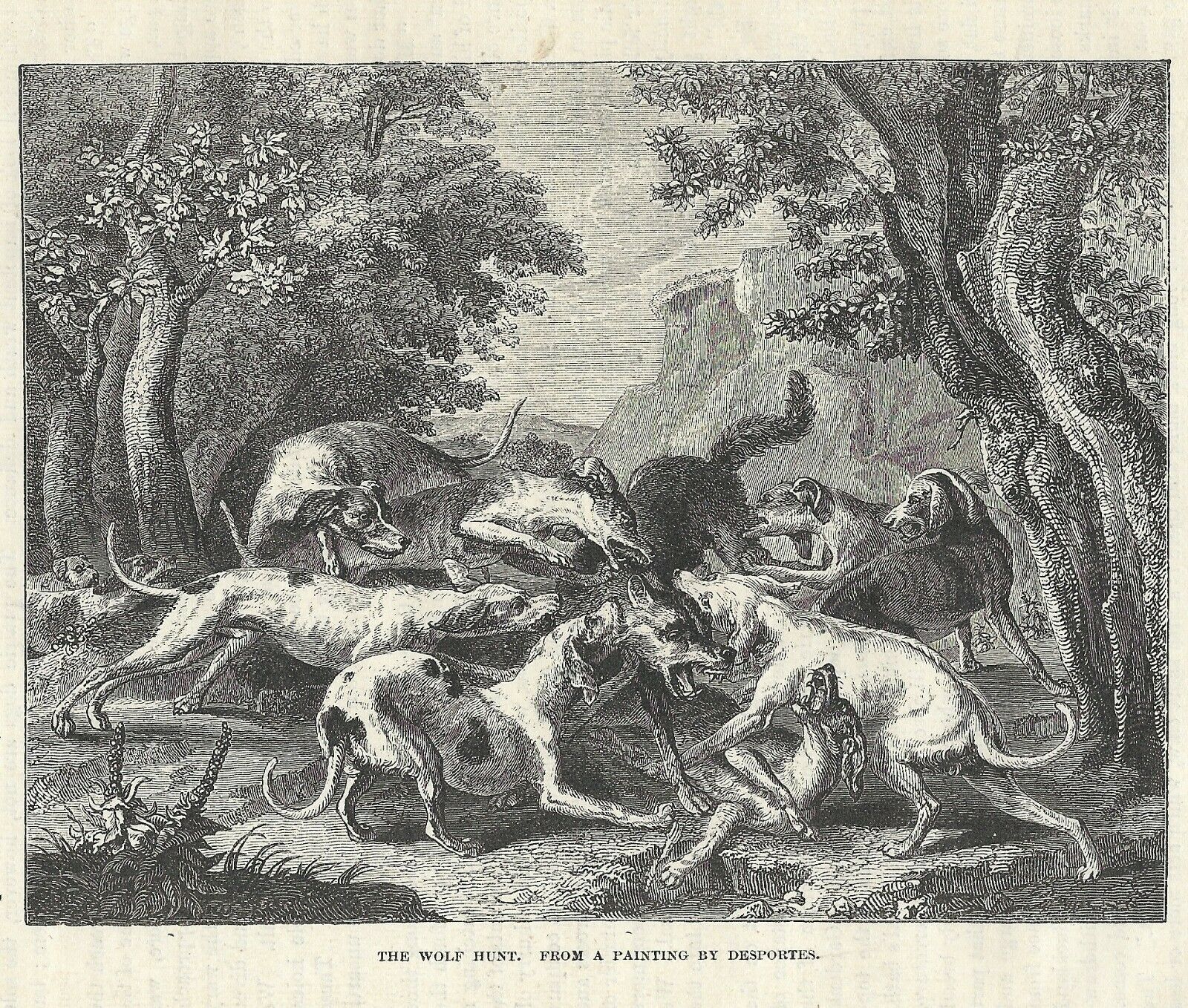 Wolves  Wolf,  The Wolf Hunt With Dog Pack 1880 Art Vintage,  140 Yrs Old